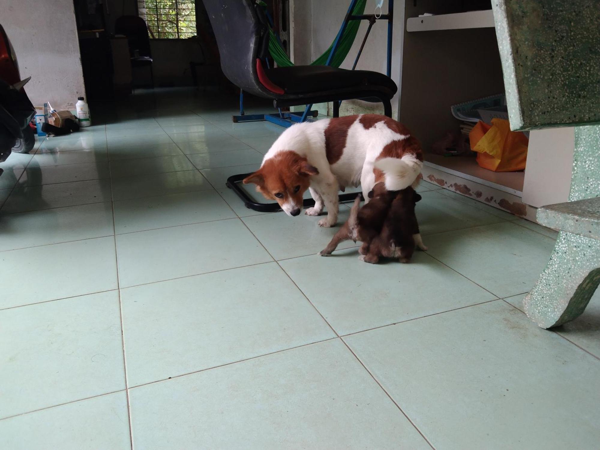 Quoc Phuong Riverside Homestay Ben Tre Eksteriør bilde